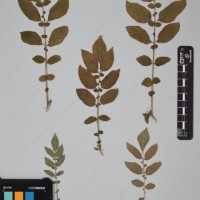 CIP 760034_OCH 2032_03.jpg