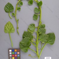 CIP 201032 Herbarium