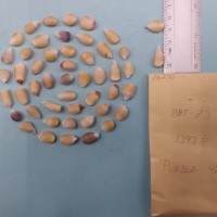 CIMMYTMA 7624 - Reference inventory.jpg