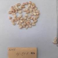 CIMMYTMA 829 - Reference Inventory.jpg