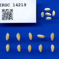 IRGC 14219 Seed Photo