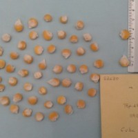 CIMMYTMA 5367 - Reference Inventory.jpg