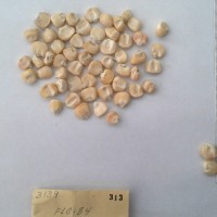 CIMMYTMA 313 - Reference Inventory.jpg