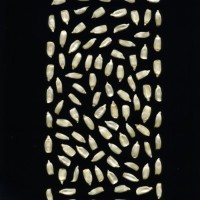 CIMMYTMA 217 MORE 17 PV17A-1903-64 K.jpg