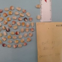 CIMMYTMA 6113 - Reference Inventory.jpg