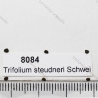 8084_Seed.jpg