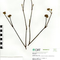 11537 herbarium
