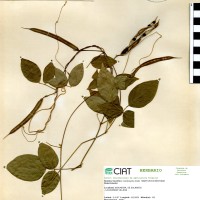 15924 herbarium