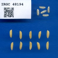 IRGC 48194 Seed Photo