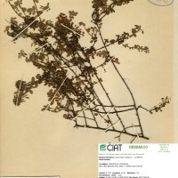 3569 herbarium