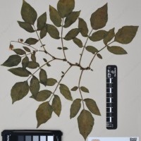 CIP 760025_OCH s.n.01_03.jpg