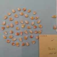 CIMMYTMA 5385 - Reference Inventory.jpg