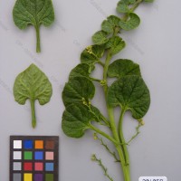 CIP 201058 Herbarium