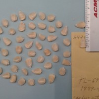 CIMMYTMA 5476 - Reference Inventory.jpg