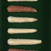 CIMMYTMA 19358 MEXI 300 BA22U-2903-7 C.jpg