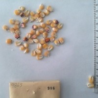 CIMMYTMA 986 - Reference Inventory.jpg