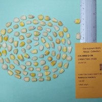 CIMMYTMA 23308.jpg