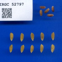 IRGC 52797 Seed Photo