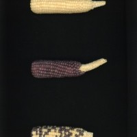 CIMMYTMA 27165 BRAZ PR028 AF22A-0903-141 E1_compress.jpg