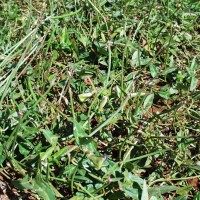 Vigna unguiculata 7310 (4).JPG