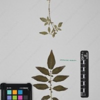 CIP 760305_HHCH 4728_14.jpg