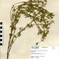 11169 herbarium