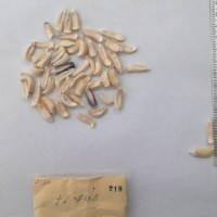 CIMMYTMA 218 - Reference Inventory.jpg