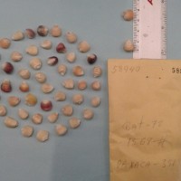 CIMMYTMA 5894 - Reference Inventory.jpg