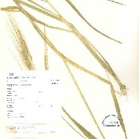 IRGC 100117 Herbarium