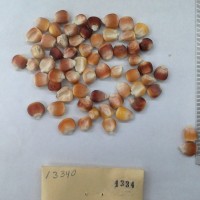 CIMMYTMA 1334 - Reference Inventory.jpg