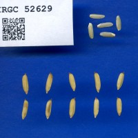 IRGC 52629 Seed Photo