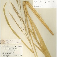 IRGC 100168 Herbarium