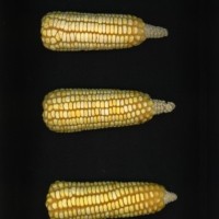 CIMMYTMA 5186 GUAT 114 AF19A-0903-7 E.jpg