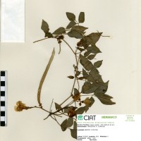 4062 herbarium