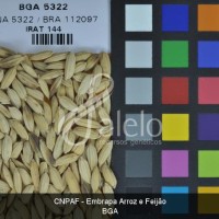 BRA00004042-8.JPG