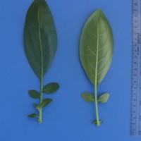 CIP 760537 Leaf