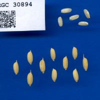 IRGC 30894 Seed Photo
