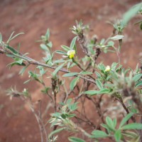 Stylosanthes fruticosa 995 flower.JPG