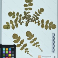 CIP 760481 herbarium