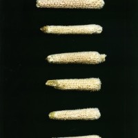 CIMMYTMA 18371 MEXI 167 TC24U-2903-168 C.jpg