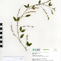 14274 herbarium