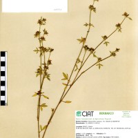 10033 herbarium