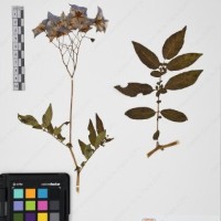 CIP 765690_RPSP 001_06.jpg