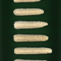 CIMMYTMA 5972 OAXA 293 PV22A-1903-122 C4670 _compress.jpg