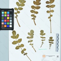 CIP 761129 herbarium
