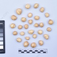 CIP 761670_OCH 13609_cop_T_2024.jpg