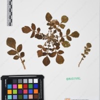 CIP 761433_OCH 12067_01.jpg