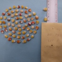 CIMMYTMA 7956 - Reference inventory.jpg