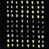 CIMMYTMA 1455 MICH 32 GD21B-6903-120 K.jpg