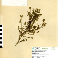 1093 herbarium